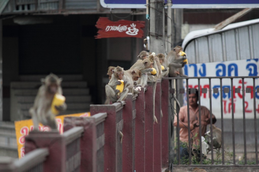 lopburi, monkey, coronavirus, covid