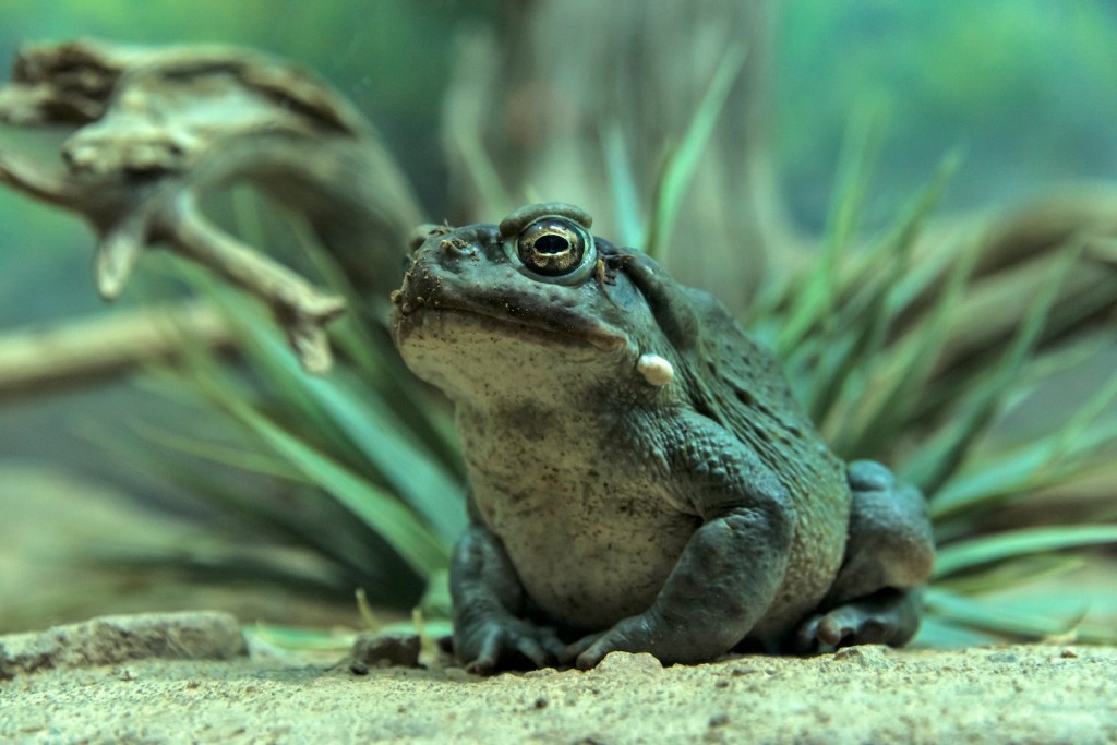 Psychedelic Toad Hunters Are Under Attack by Mexican Cartels