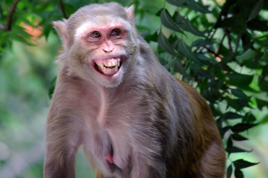 43 Monkeys Are on the Loose in South Carolina