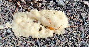 weird white blobs canada beach