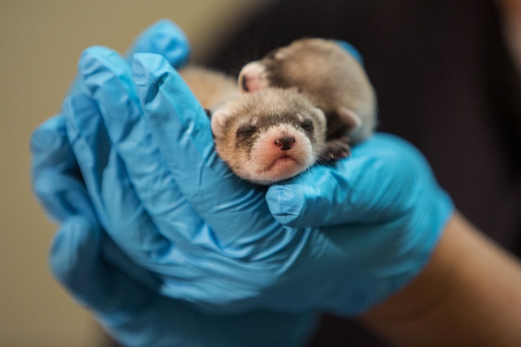 A Cloned Ferret is Fighting Against Extinction With Historic Birth of 2 Babies