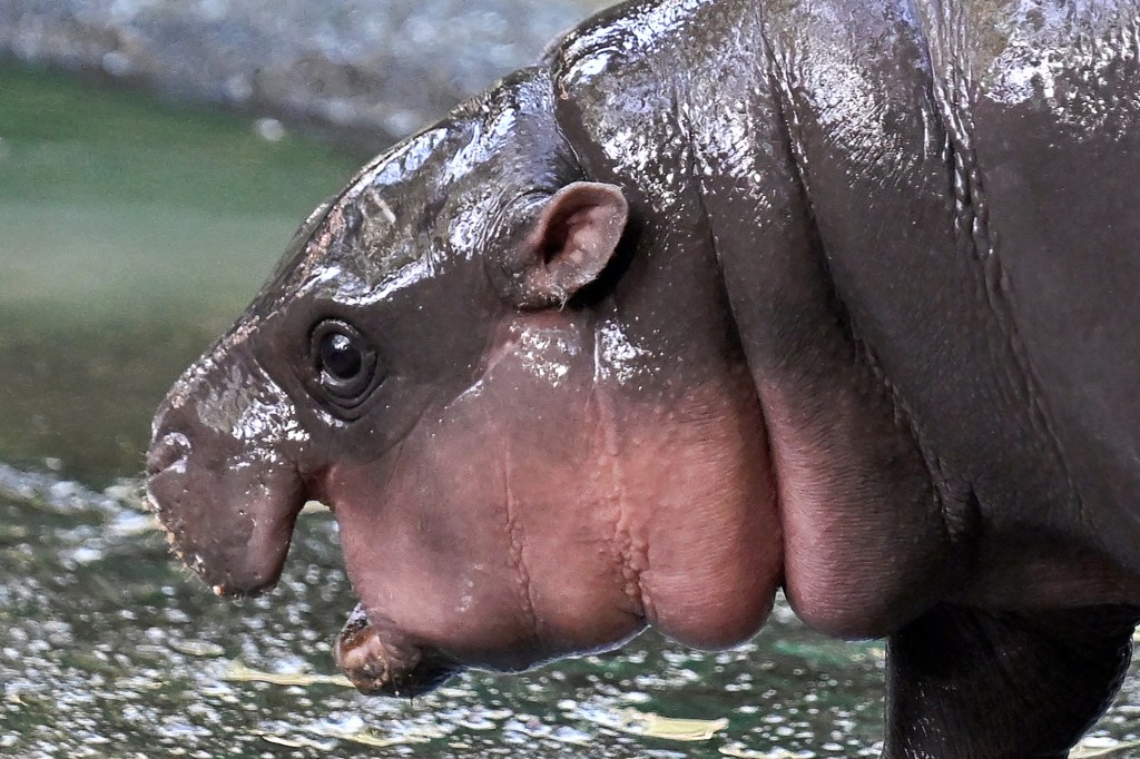 Edinburgh Zoo Welcomes Haggis, a Pygmy Hippo After Moo Deng’s Crown