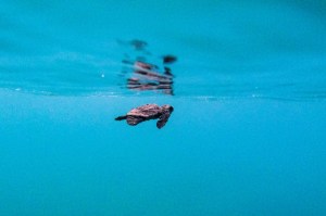 Sea Turtle Nests Hit Record Numbers in Greece, Thrilling Conservationists