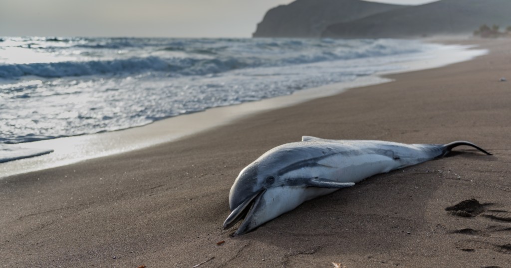 Butchered Dolphin Remains Found on New Jersey Beach, Sparking Investigation