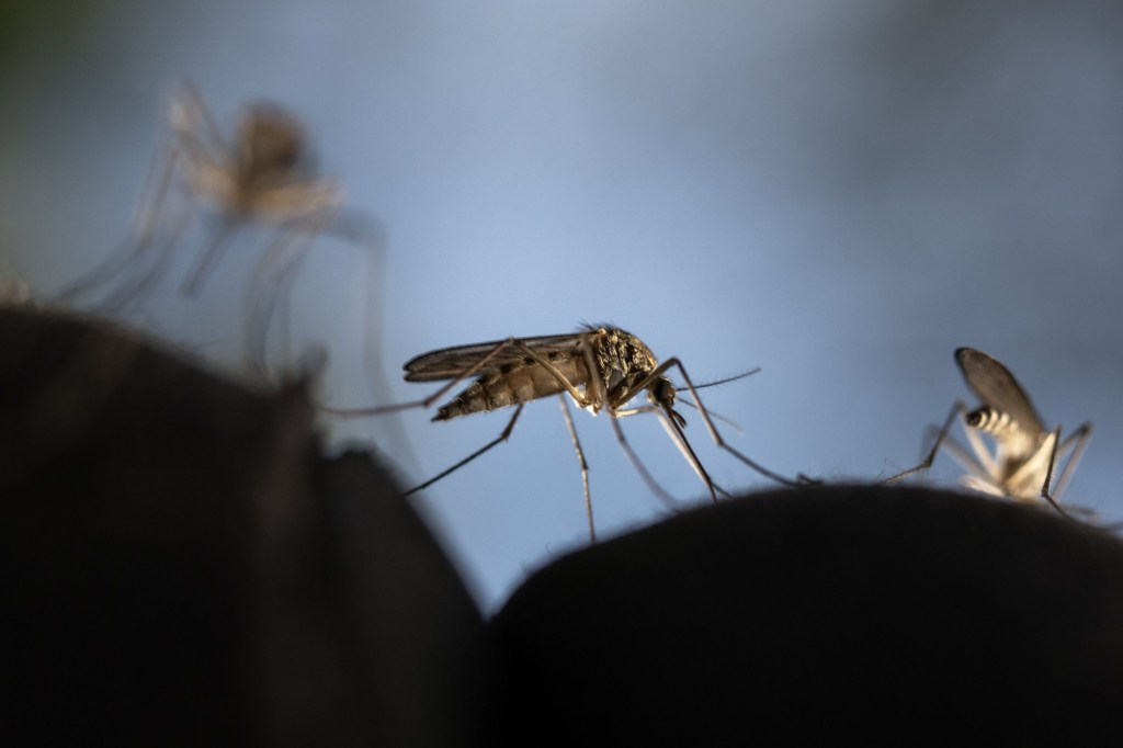 Scientists Are Making Mosquitos Deaf So They’ll Stop Having Sex