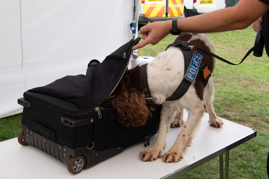 a sniffer dog checks bags in England, UK