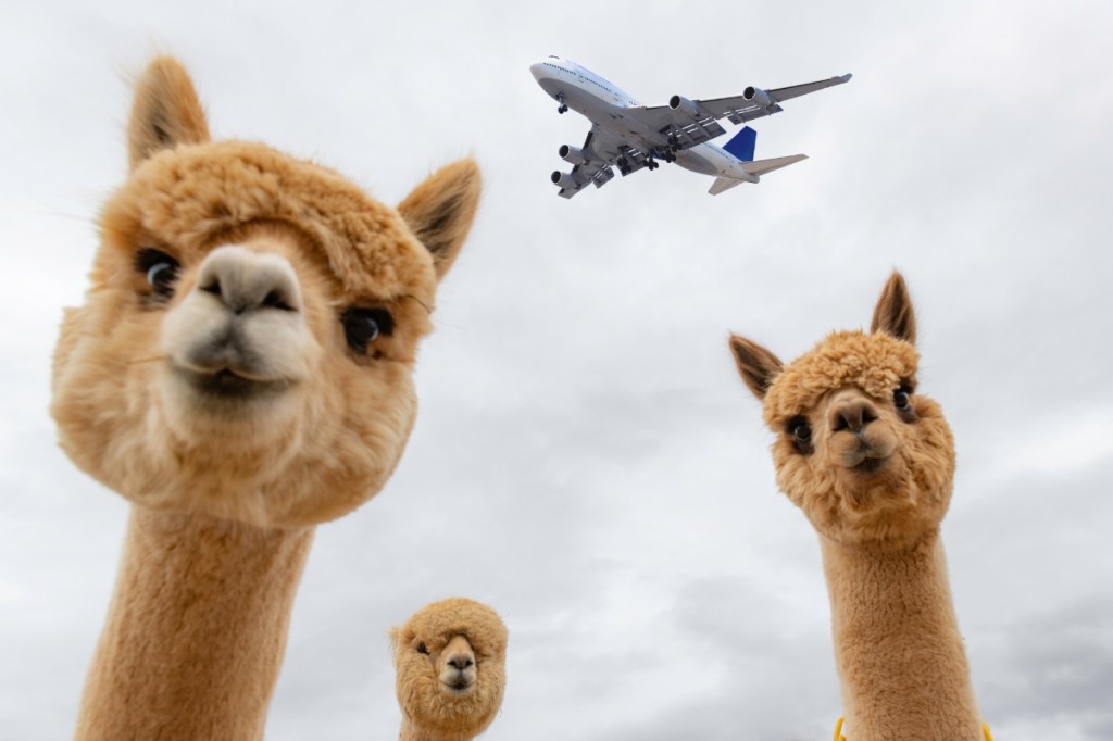 This Airport Will Offer Llama Therapy to Help Calm Your Pre-Flight Nerves