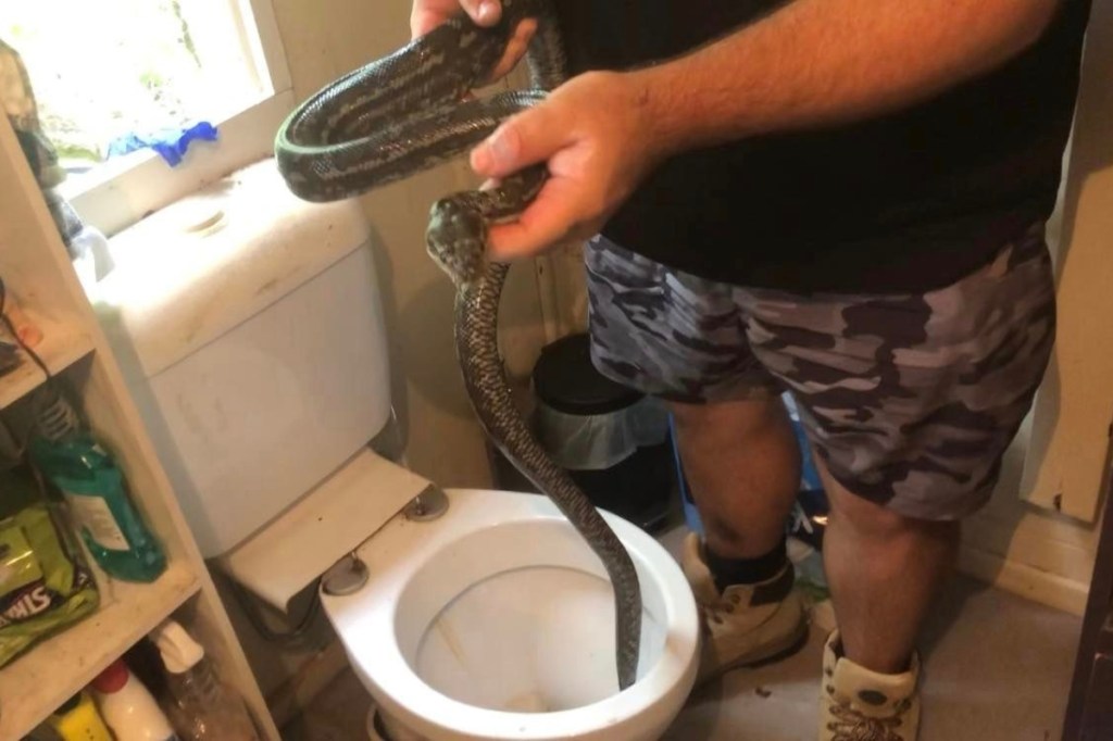 Man Finds a Wild Python in His Toilet Twice in One Week